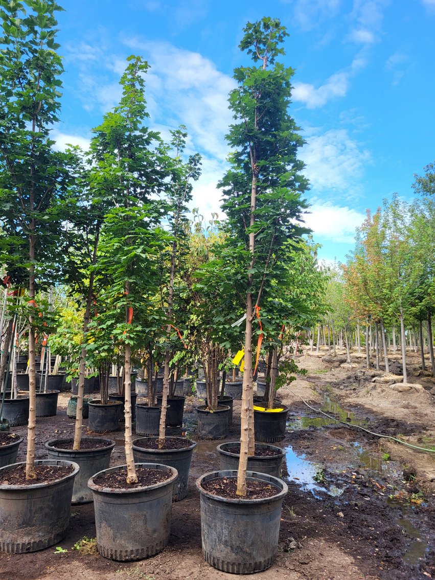 Image for Nursery Overstock September 2025