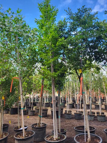 Image for Nursery Overstock September 2025