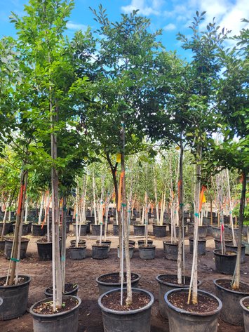 Image for Nursery Overstock September 2025