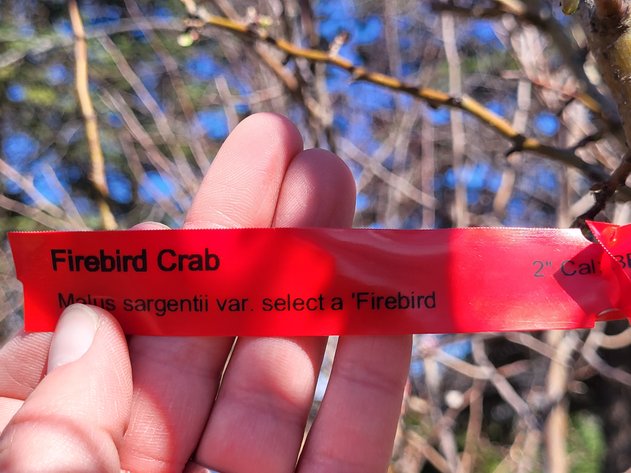 Image for 2'' Firebird Crabapple
