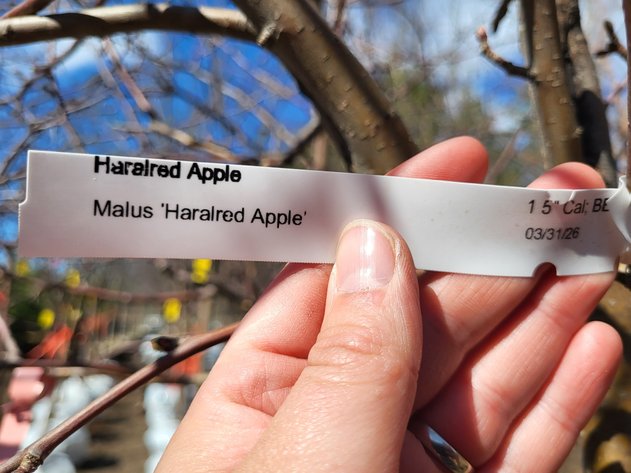 Image for 15'' Haralred Apple