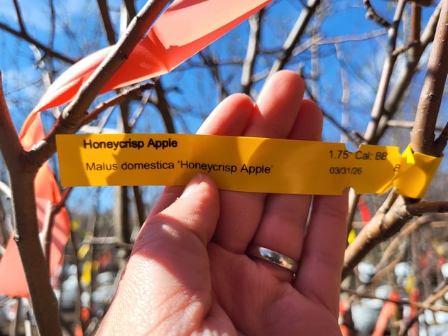 Image for 1.75'' Honeycrisp Apple