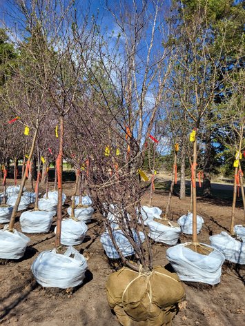 Image for 6' Prairifire Crabapple