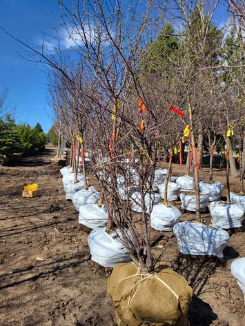 Image for 6' Prairifire Crabapple