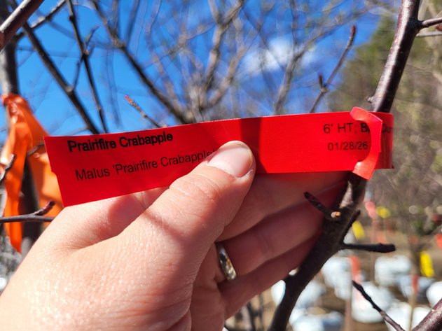 Image for 6' Prairifire Crabapple