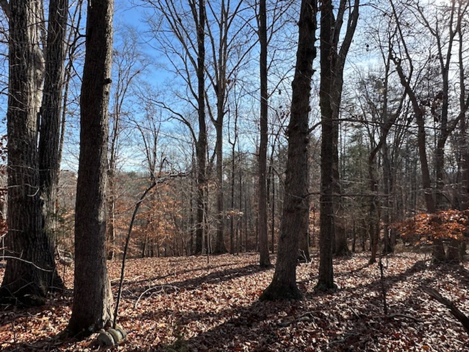 Image for 1590 Wray Rd., Stoneville, NC