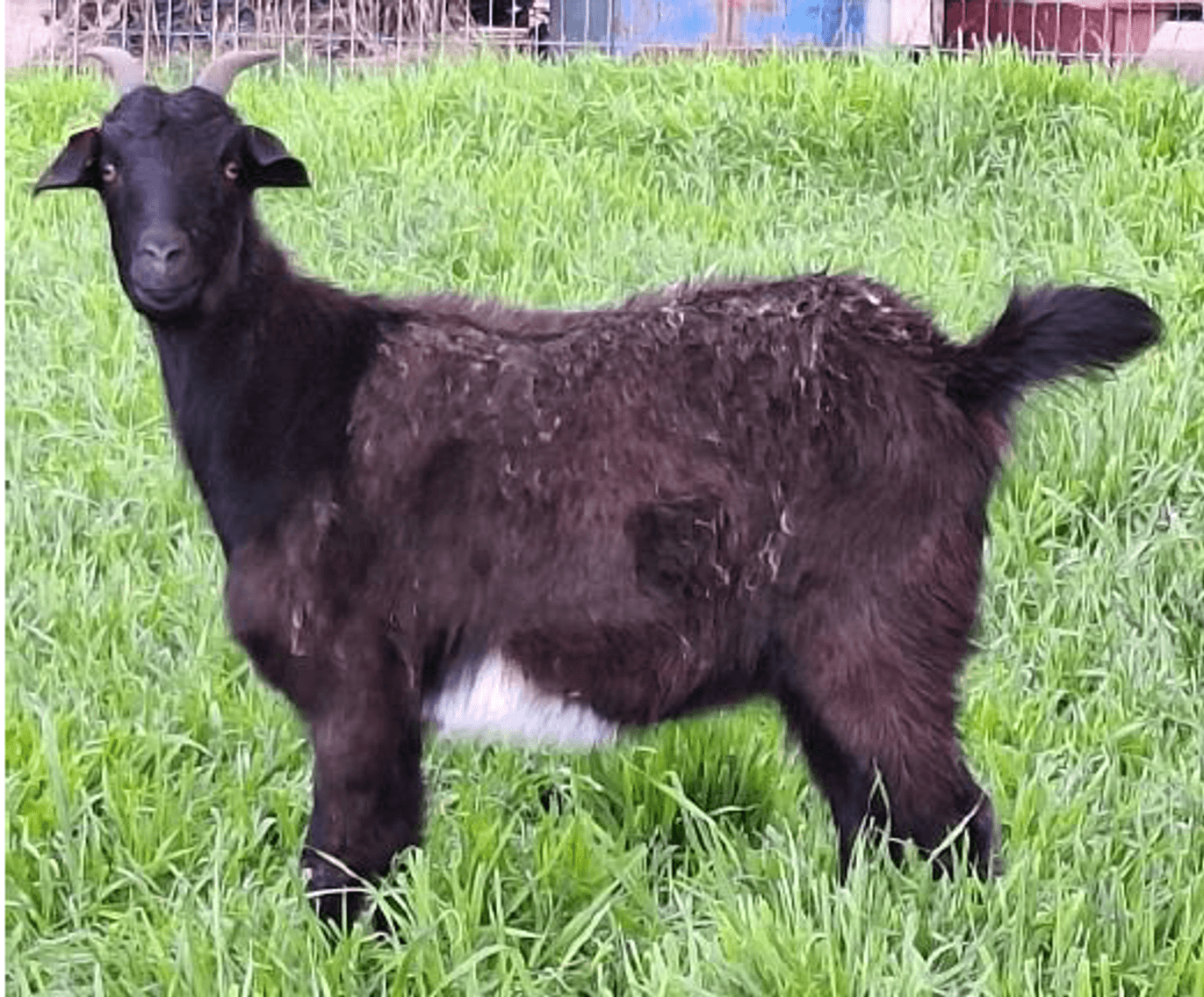 Image for 2024 Green Country Kiko Invitational Sale
