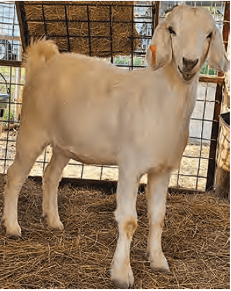 Image for 2024 | Midwest Buck & Doe Sale