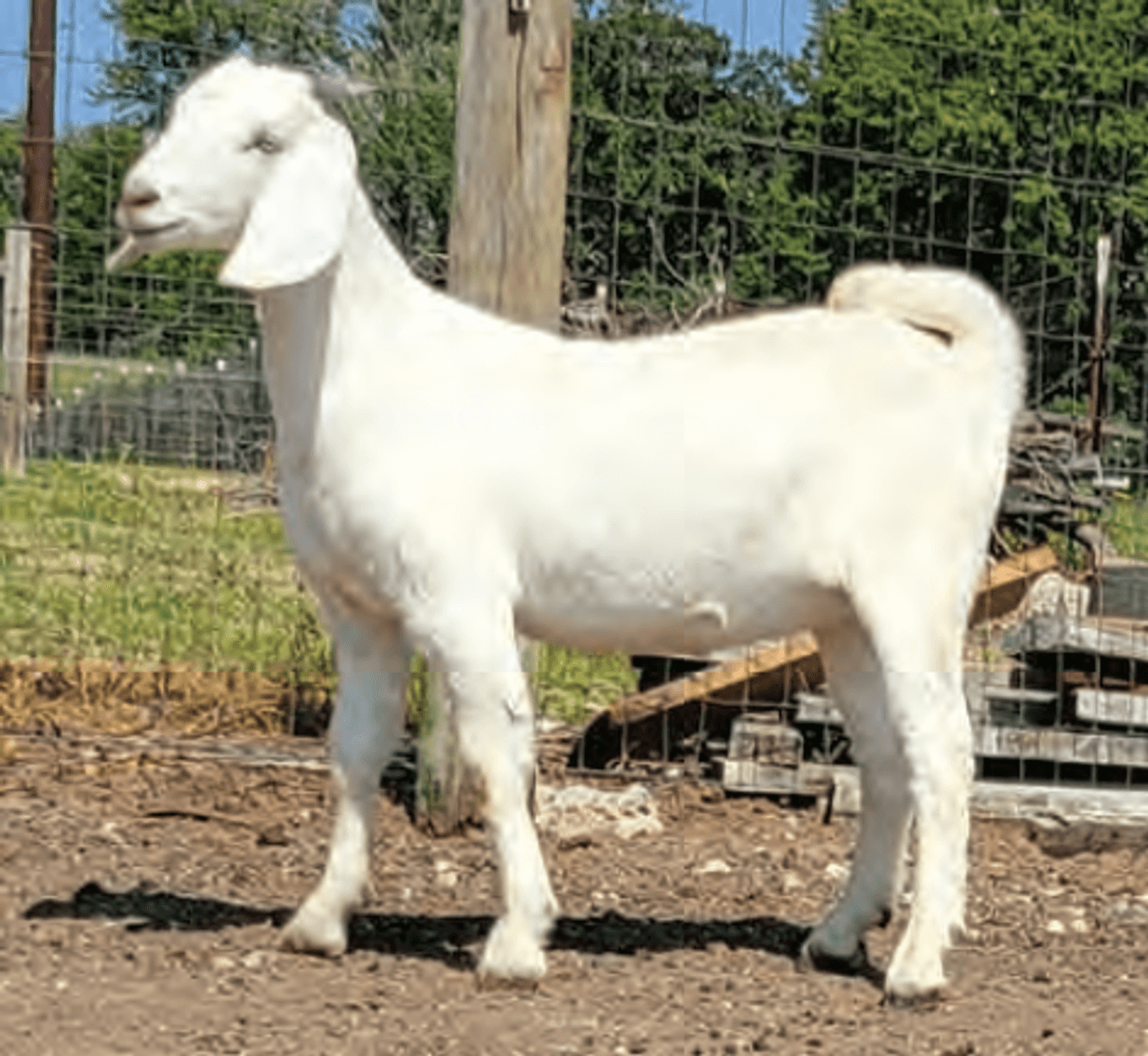 Image for 2024 | Midwest Buck & Doe Sale