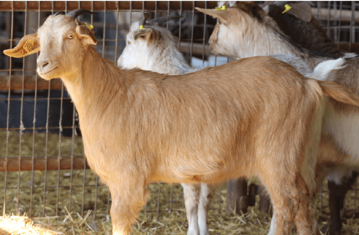 Image for 2024 | North Star Kiko Classic Sale