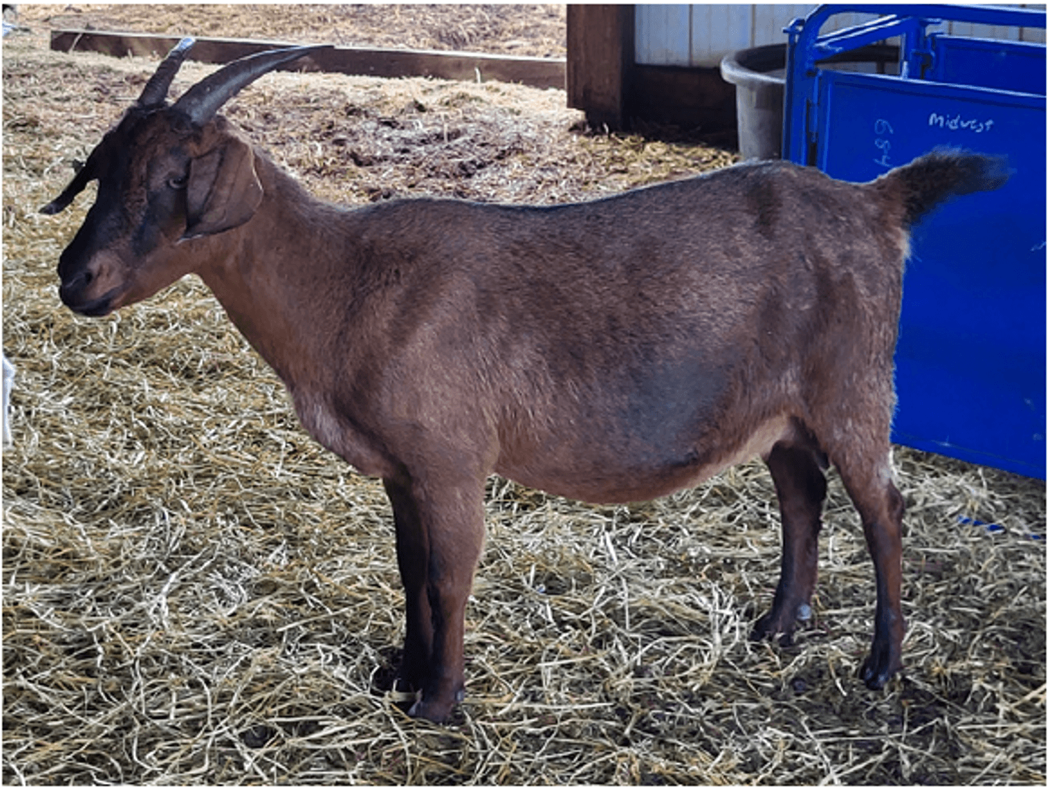 Image for 2024 | North Star Kiko Classic Sale