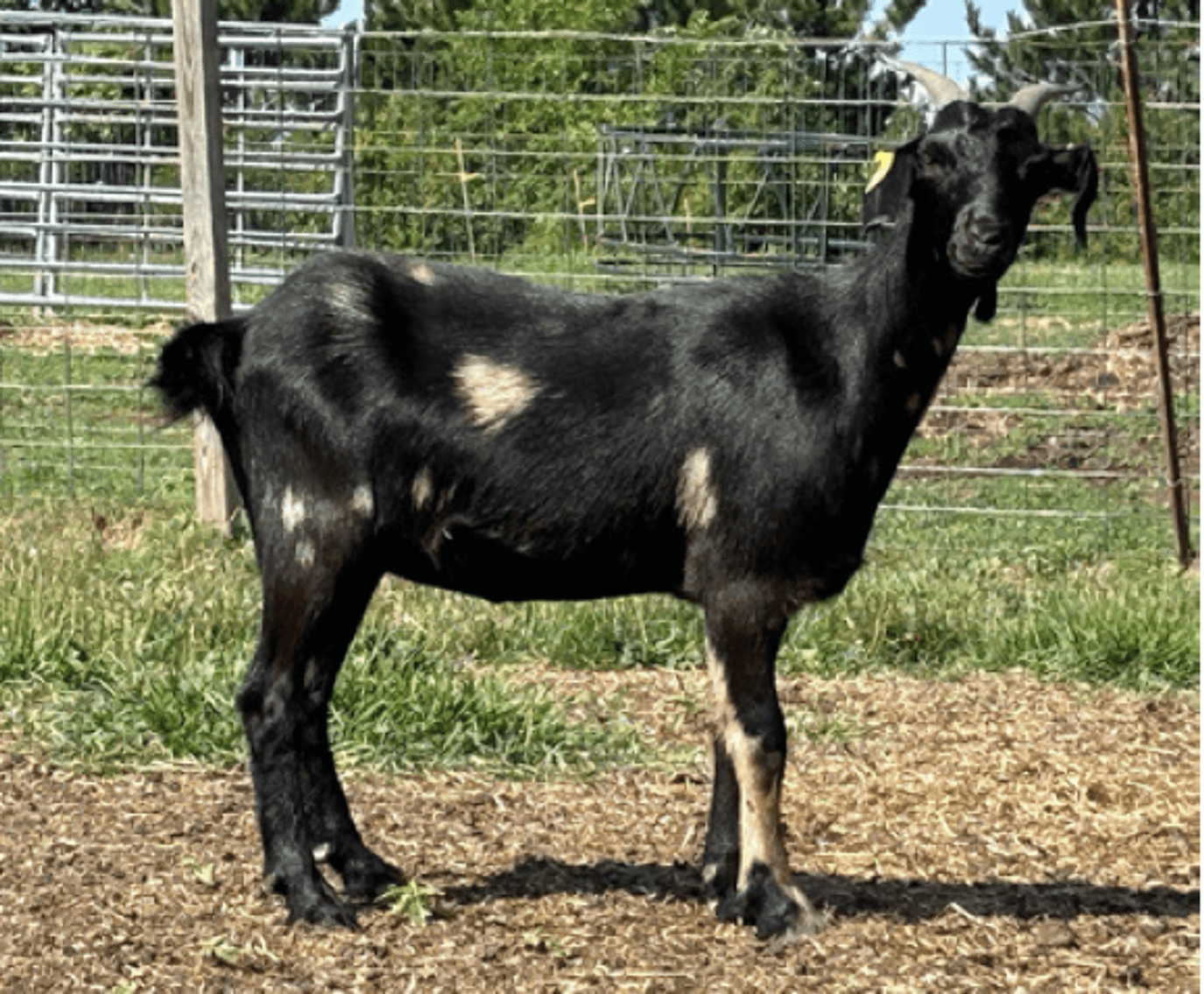 Image for 2024 | North Star Kiko Classic Sale