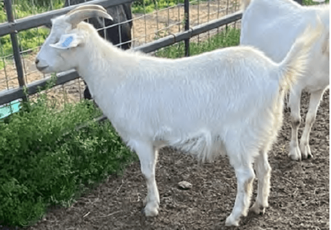 Image for 2024 | Heritage Kiko Showcase Sale