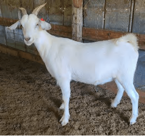 Image for 2024 | Heritage Kiko Showcase Sale