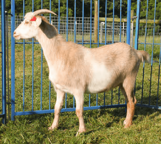 Image for 2024 | Heritage Kiko Showcase Sale