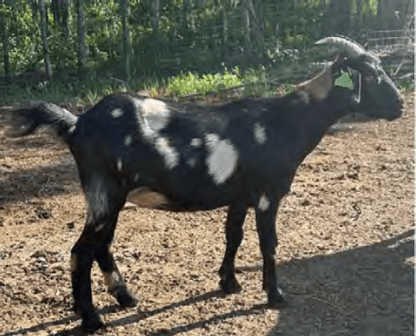 Image for 2024 | Heritage Kiko Showcase Sale