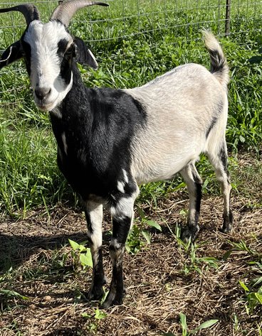 Image for 2024 | North Star Kiko Classic Sale