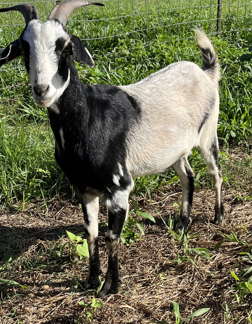 Image for 2024 | North Star Kiko Classic Sale