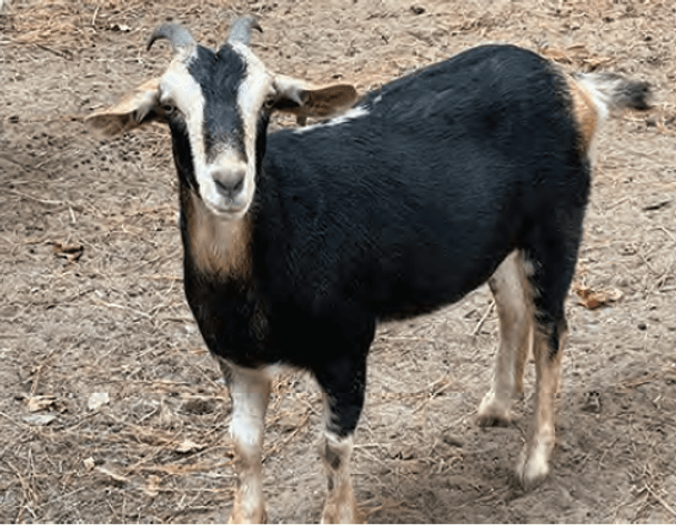 Image for 2024 | ASGA- Premiere Sale