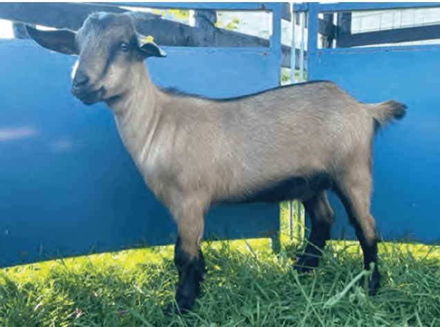 Image for 2024 | ASGA- Premiere Sale