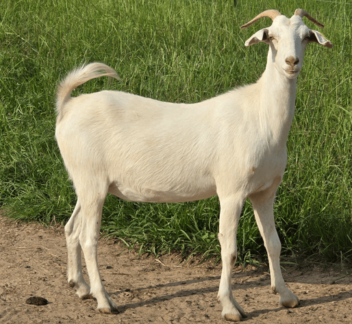 Image for 2024 | Appalachian Kiko Invitational