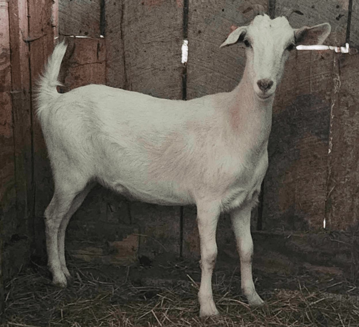 Image for 2024 | Appalachian Kiko Invitational
