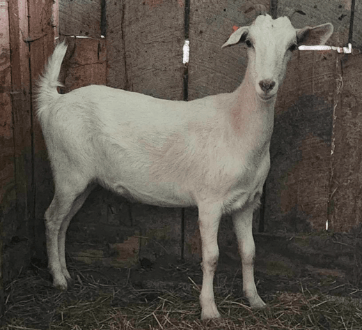 Image for 2024 | Appalachian Kiko Invitational