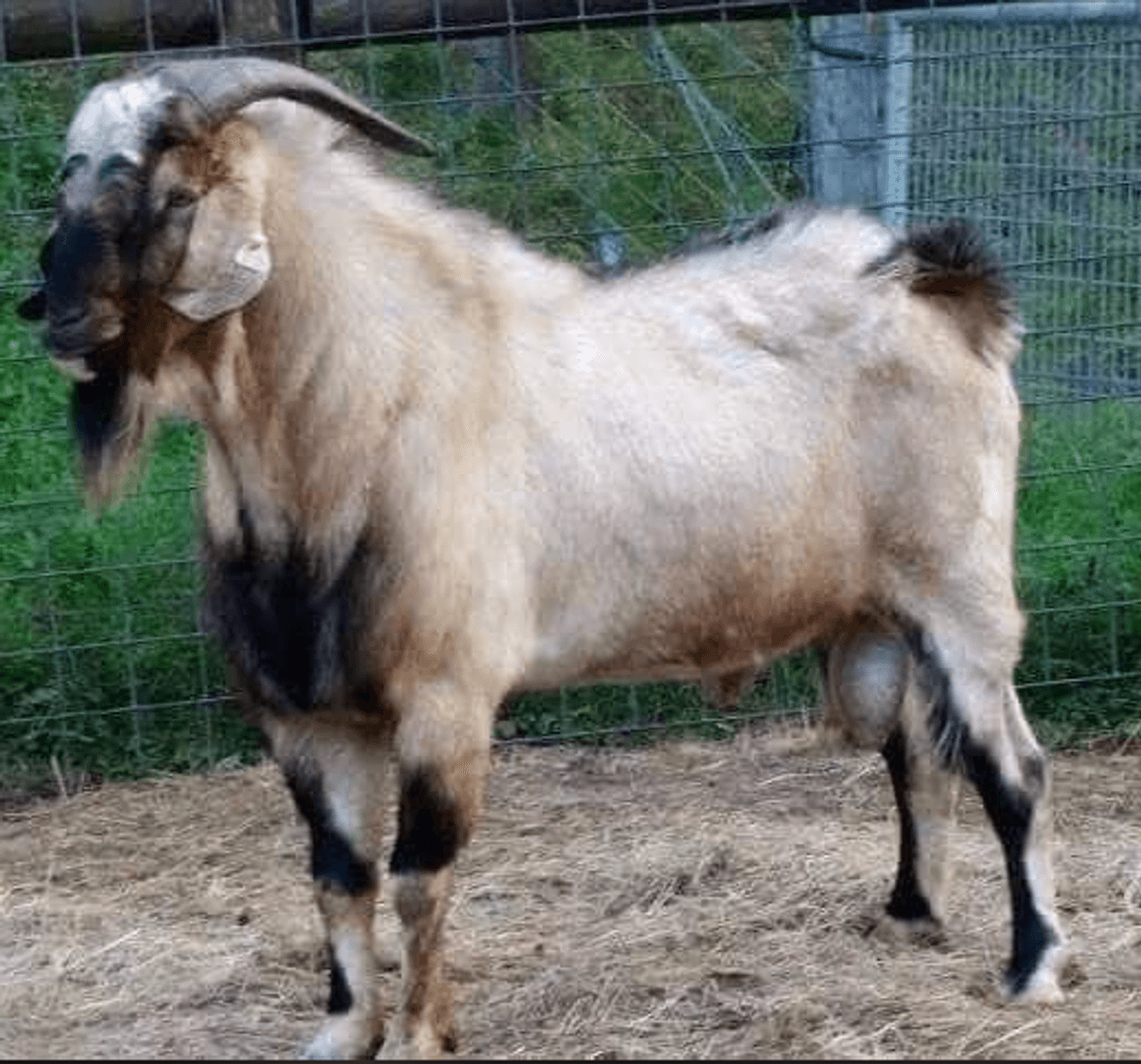 Image for 2024 | BOYS OF FALL