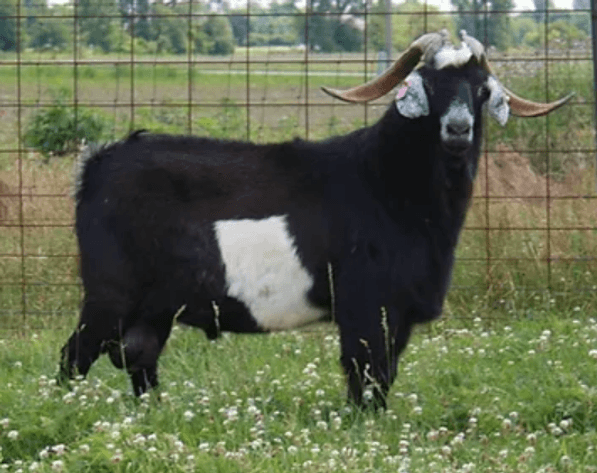 Image for 2024 | BOYS OF FALL