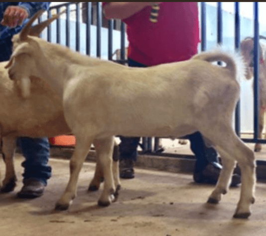 Image for 2024 | BROVEMBER- KIKO Frozen Genetics Sale