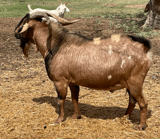 Image for 2024 | BROVEMBER- KIKO Frozen Genetics Sale