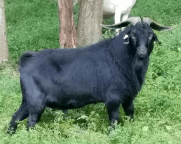 Image for 2025 | Kiko Lovers- M.R. GOATS Frozen Sale