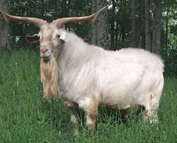 Image for 2025 | Kiko Lovers- M.R. GOATS Frozen Sale