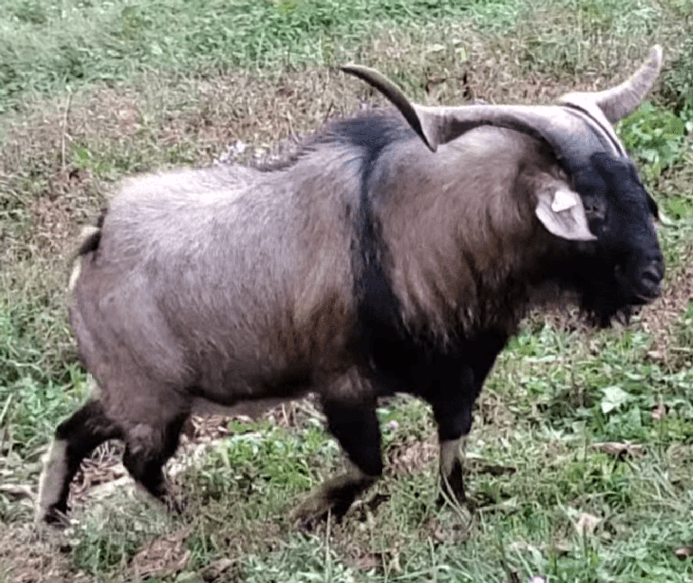 Image for 2025 | Kiko Lovers- M.R. GOATS Frozen Sale