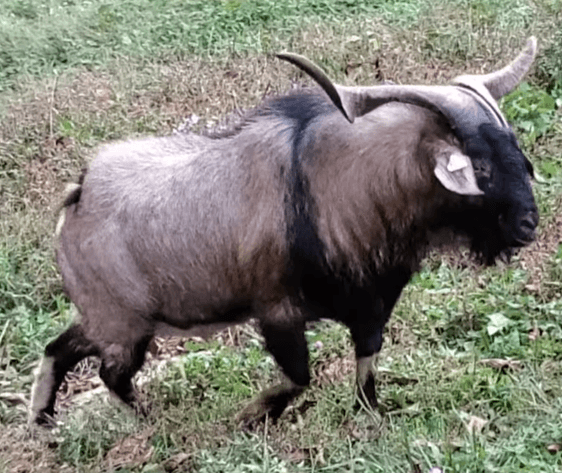 Image for 2025 | Kiko Lovers- M.R. GOATS Frozen Sale