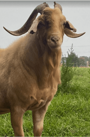 Image for 2025 | Weber Farms- March Madness