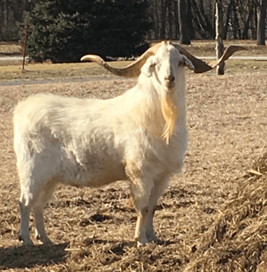Image for 2025 | Weber Farms- March Madness