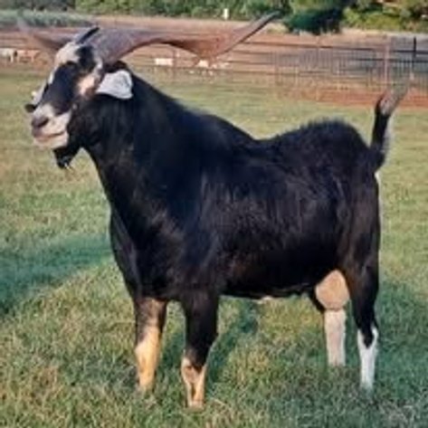 Image for 2025 | Foreman Benefit Auction