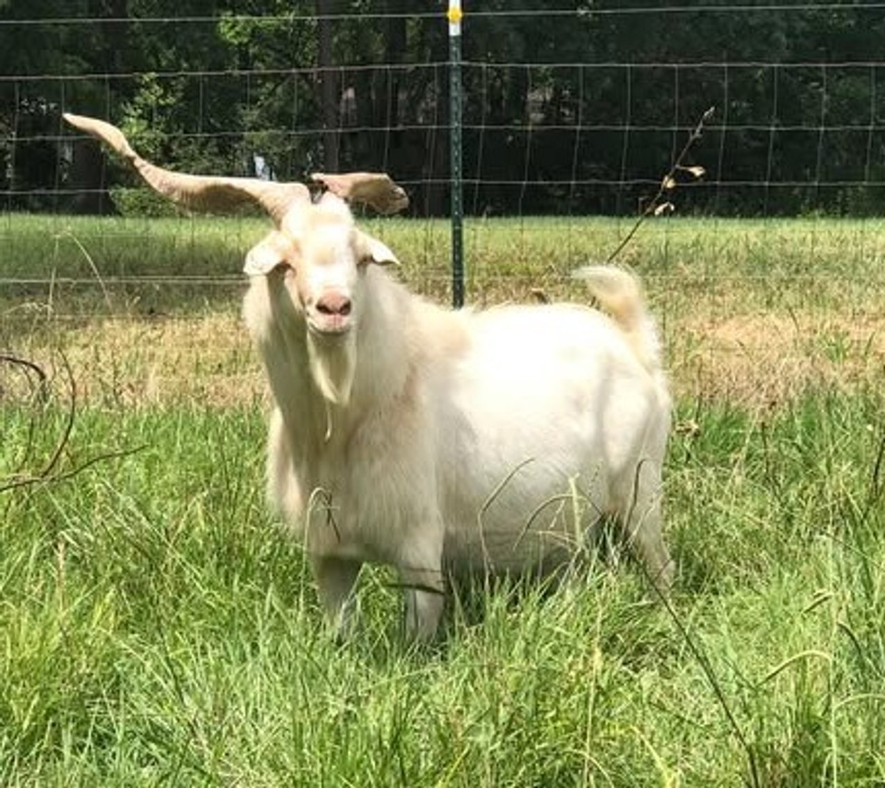 Image for 2025 | Foreman Benefit Auction