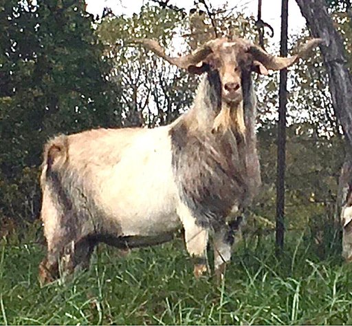 Image for 2025 | Foreman Benefit Auction