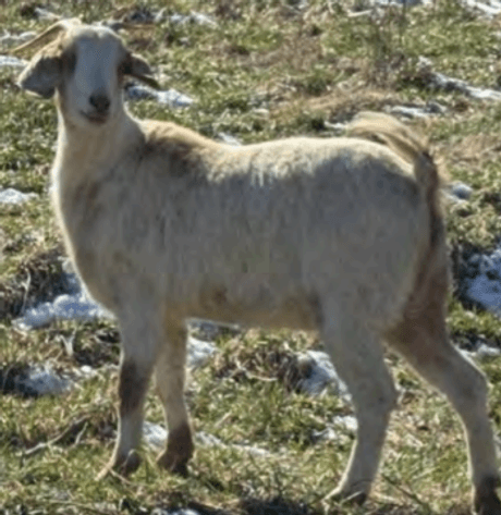 Image for 2025 | SEKGA- Spring Sale