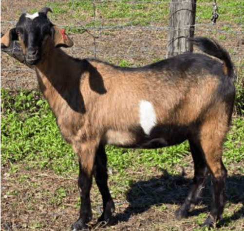 Image for 2025 | SEKGA- Spring Sale