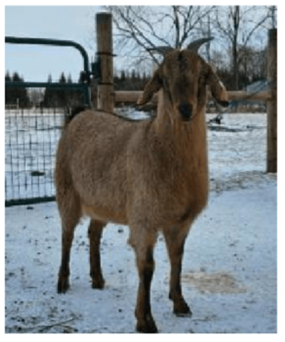 Image for 2025 | New Green Country | Kiko Production Sale