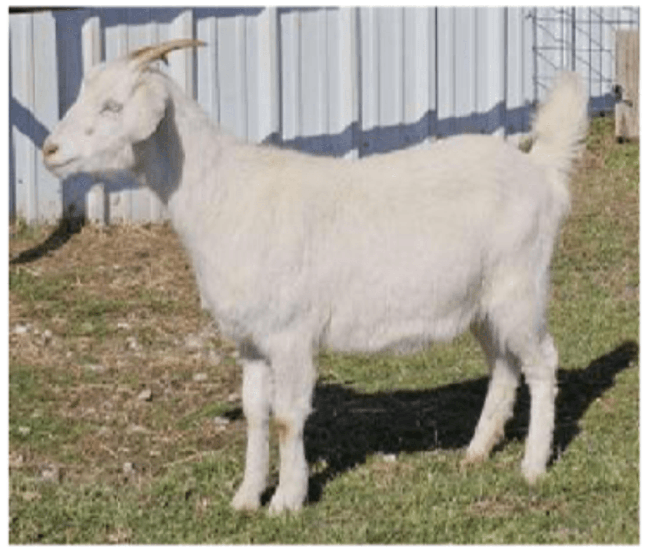 Image for 2025 | New Green Country | Kiko Production Sale