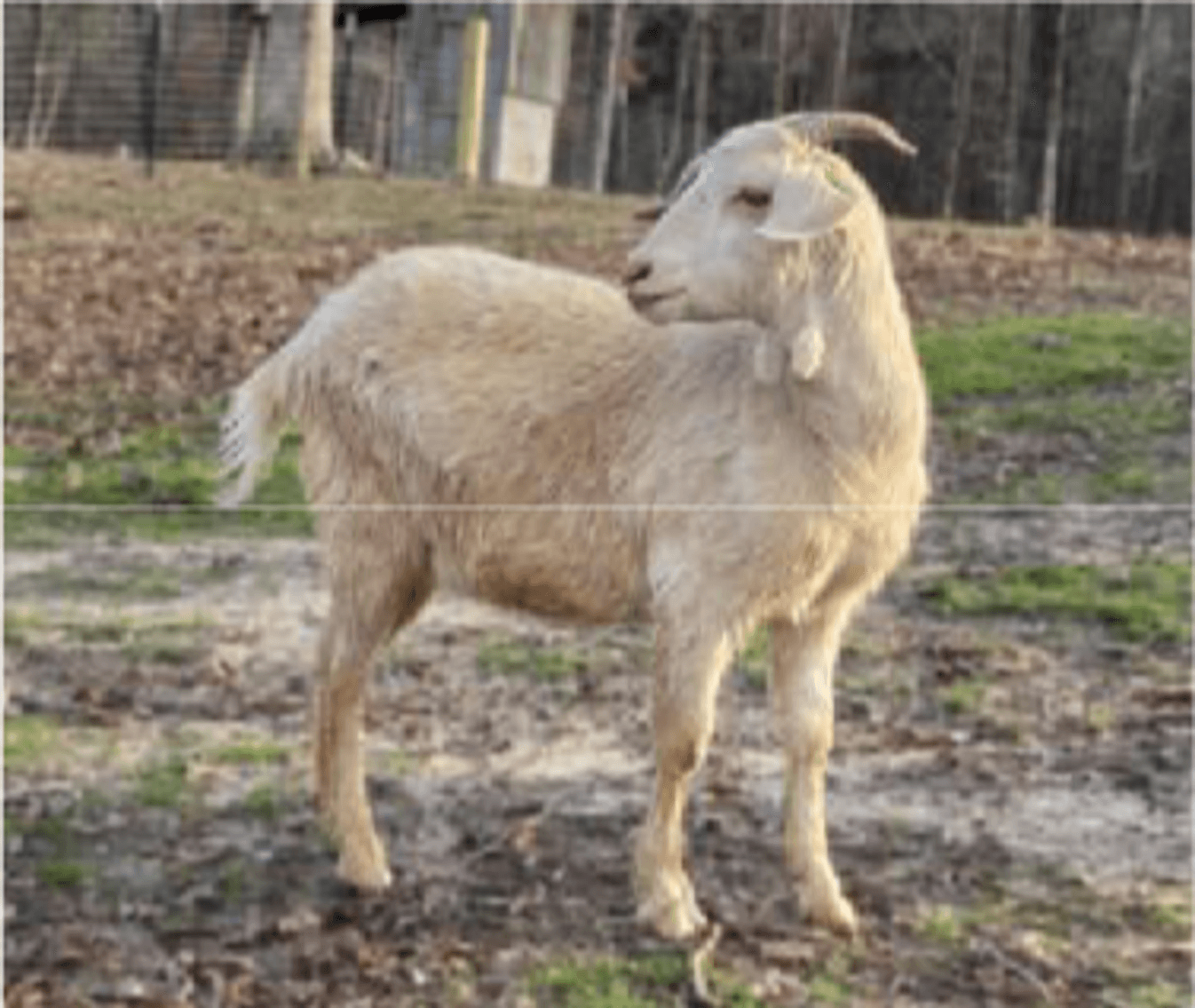 Image for 2025 | New Green Country | Kiko Production Sale