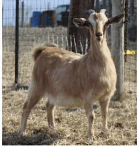 Image for 2025 | New Green Country | Kiko Production Sale