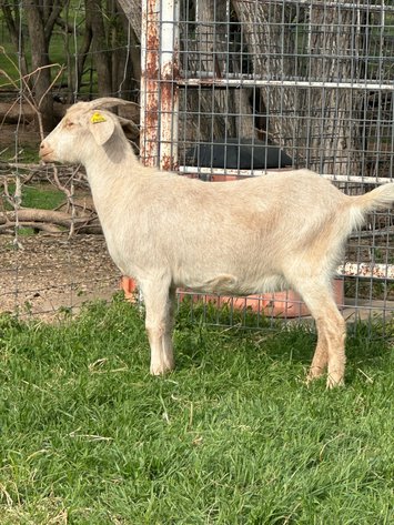 Image for 2025 | Mountain Premier Invitational