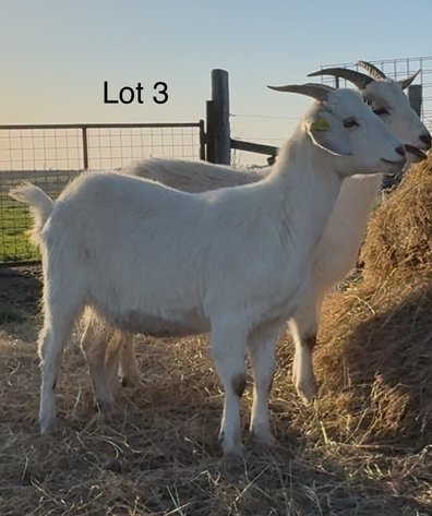 Image for 2025 | Mountain Premier Invitational