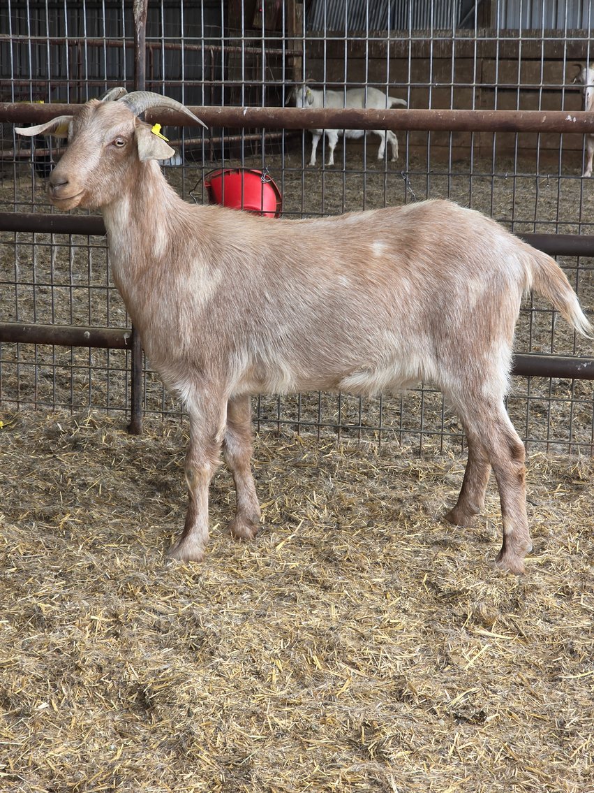 Image for 2025 | Bluegrass Performance Invitational