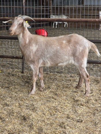 Image for 2025 | Bluegrass Performance Invitational